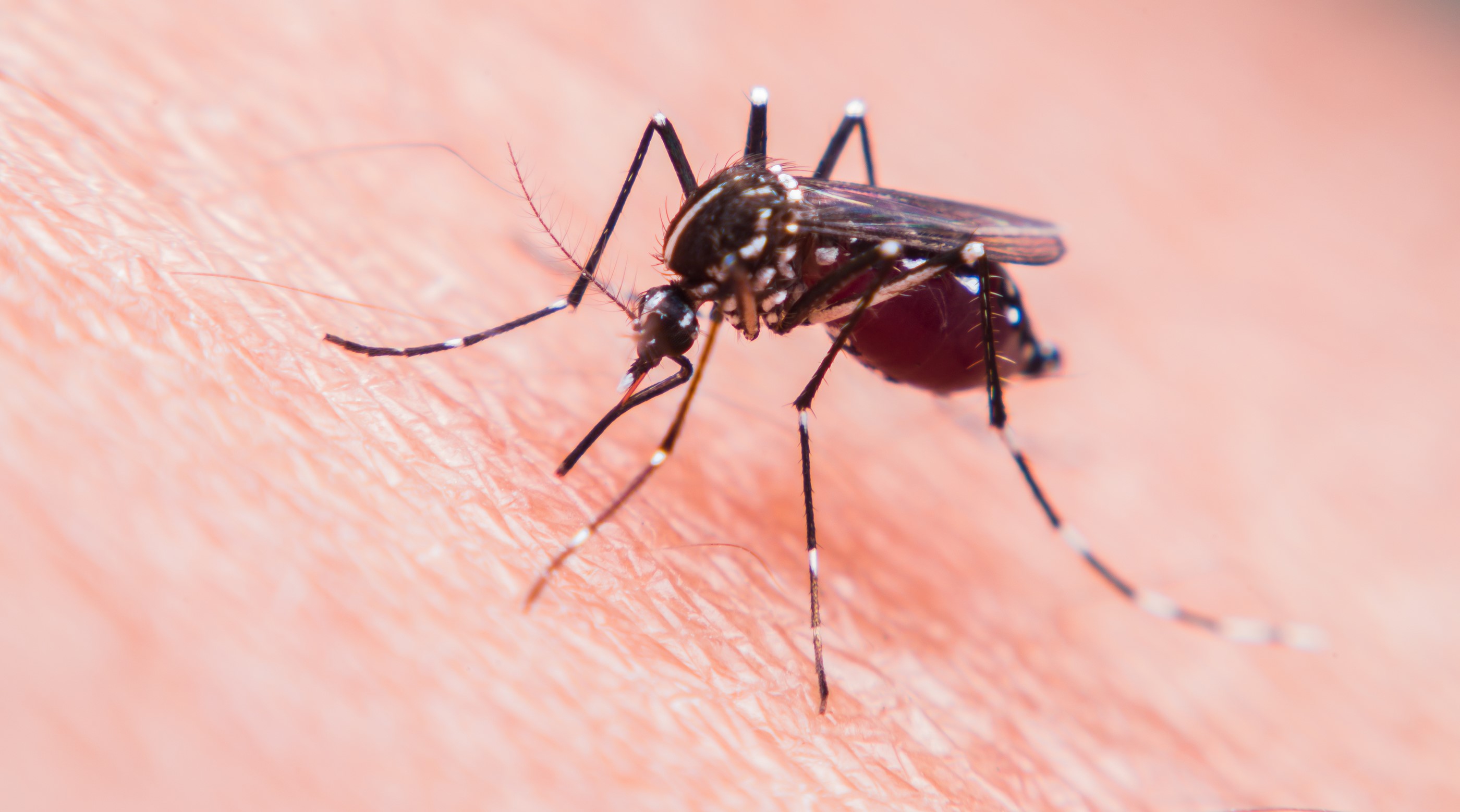 Mosquito on white person's skin