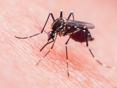Mosquito on white person's skin